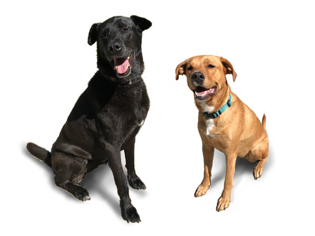 Rocco and Rotini Ratay